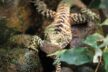 Australische Wasseragame