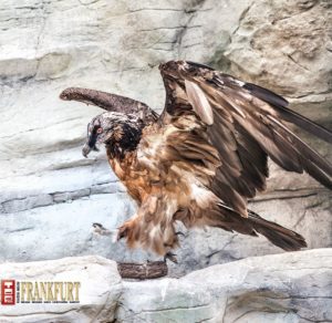 Bartgeier waren in Europa fast ausgerottet. Ricarda macht den Geier Steigflug.