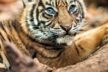 Der Name des am 3. April geborenen Sumatra Tiger Mädchens Berani wurde in einem Online Wettbewerb ermittelt.