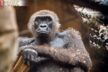 Ein Handy für den Gorilla. Wer sein altes Handy spendet unterstützt ein Gorilla Schutzprojekt im Kongo.