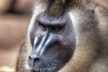 Frankfurt Zoo Wildes Frankfurt 11