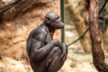 Frankfurt Zoo Wildes Frankfurt 13