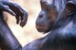 Frankfurt Zoo Wildes Frankfurt 14
