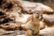 Frankfurt Zoo Wildes Frankfurt 2