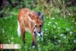 Frankfurt Zoo Wildes Frankfurt 3