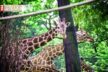 Frankfurt Zoo Wildes Frankfurt 4
