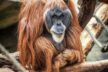 Frankfurt Zoo Wildes Frankfurt 5