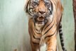 Fürsorgliche Mama. Zum dritten Mal hat Sumatra Tigerin Malea Nachwuchs bekommen.