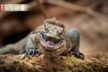 Nashornleguan