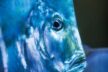 Nomen est omen Bodengucker Fisch