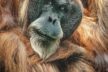 Orang Utan Charly ist einer der ältesten Menschenaffen der Welt.