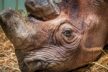 Riesig bewaffnet und doch bedroht. In ihrer Heimat sind Nashörner akut vom Aussterben bedroht. Spitzmaulnashorn Dame Tsororo trägt zur Arterhaltung bei.