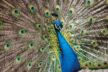 Seit 1858 werden Pfaue im Frankfurter Zoo gehalten.