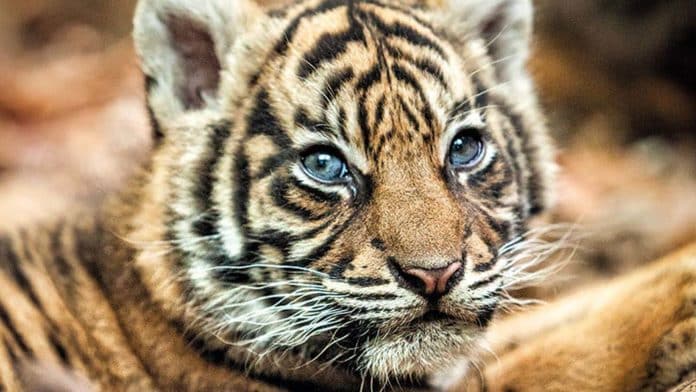 Sumatra-Tiger-Mädchen Berani im Zoo Frankfurt