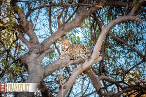 Die fleischgewordene Anmut - ein Leopard im Chobe Nationalpark
