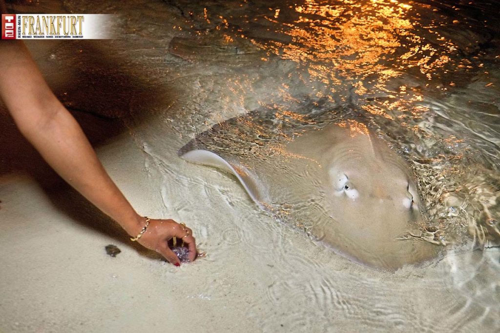 Villa Hotels - Stingray Fütterung auf Sun Island