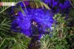 Wagten sich ins Dickicht des Palmengarten Dieter Müller und Dr. Johanna Höhl