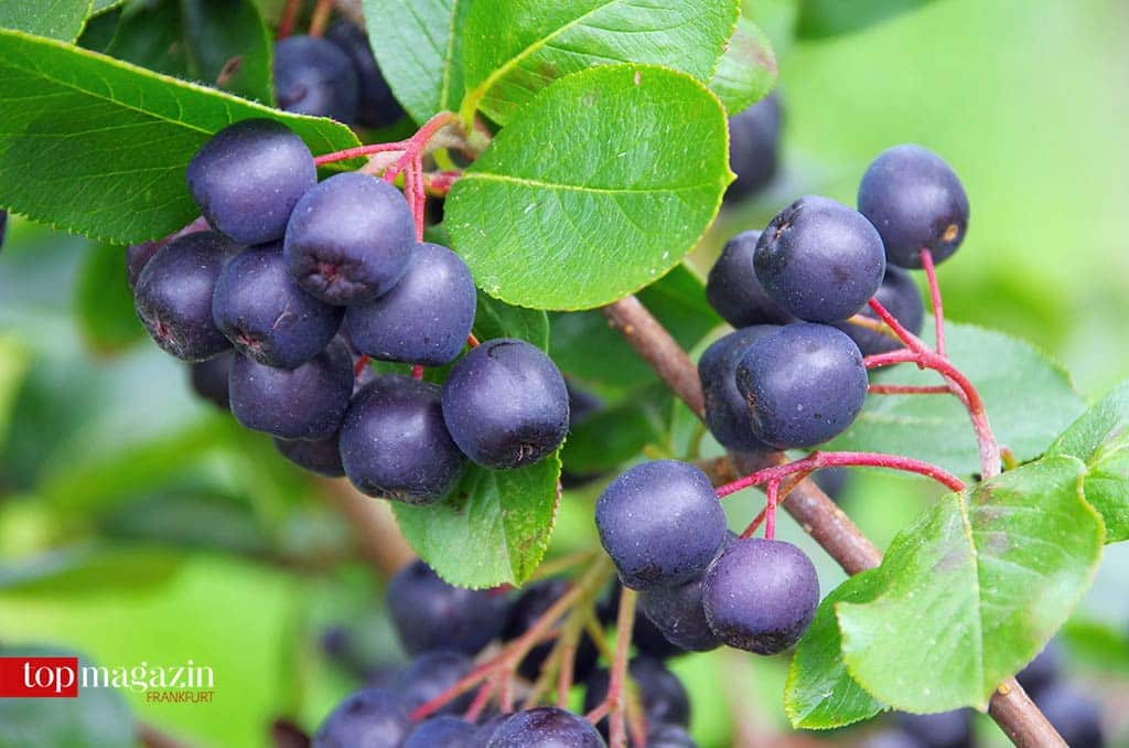 Aronia-Beeren, reich an Polyphenolen