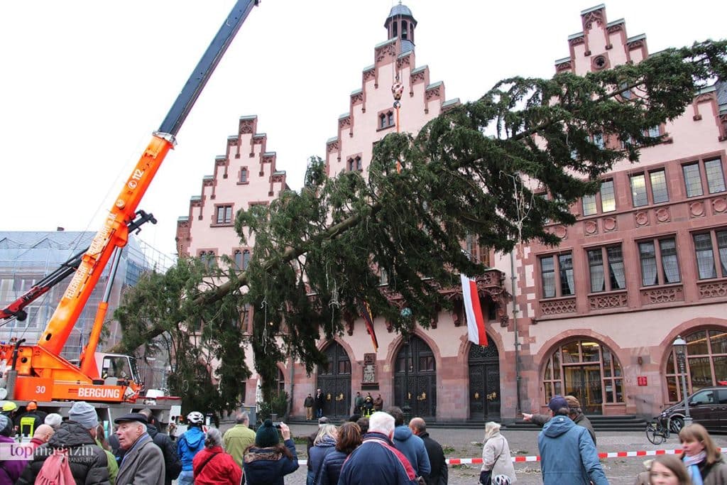 Die Frankfurter Berufsfeuerwehr stellte die Rotfichte auf dem Römerberg auf (Foto Stefan Maurer) Die Frankfurter Berufsfeuerwehr stellte die Rotfichte auf dem Römerberg auf (Foto Stefan Maurer)