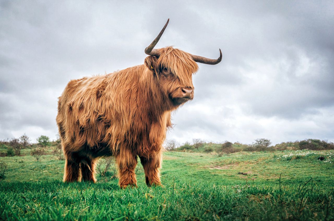 Ein schottisches Highland Cattle Ein schottisches Highland Cattle