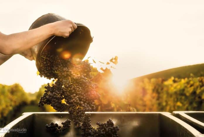 Kunst und Professionalität - Deutscher Wein hat riesige Fortschritte gemacht