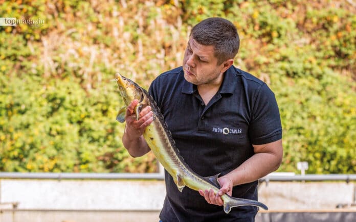 Victor Chipinov von Rhön Caviar sorgt dafür, dass die Störe prächtig wachsen und gedeihen