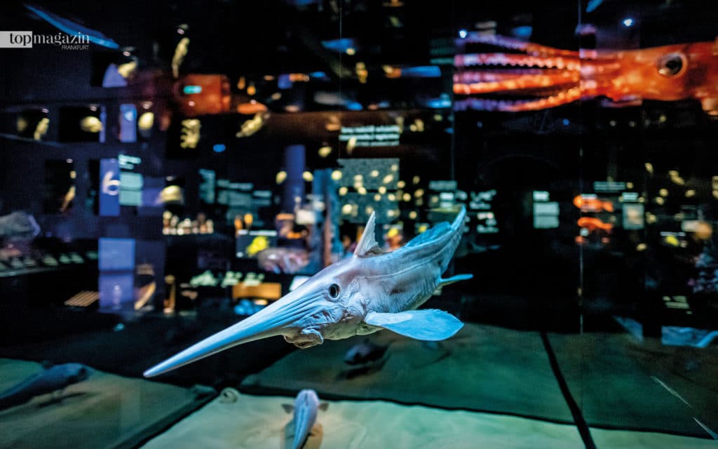 Die Langnasenchimäre mit der namensgebenden langen Nase, in der sich Sensoren zur Wahrnehmung von im Sand versteckter Beute mittels Elektrorezeption befinden