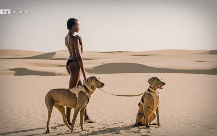 Die Sahara-Kollektion von Pagerie, mit Leine, Halsband und Geschirr. Erinnert an das Design von Hermès