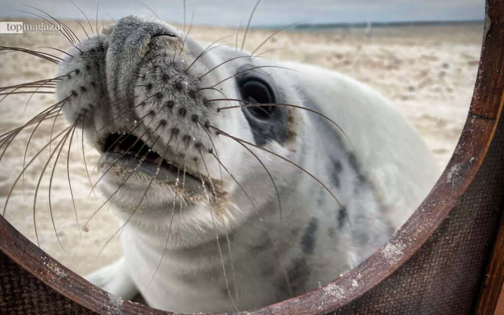 Damit der Kontakt zwischen Mensch und Kegelrobbe auf Helgoland nicht zu eng wird, sind die Strände abgesperrt