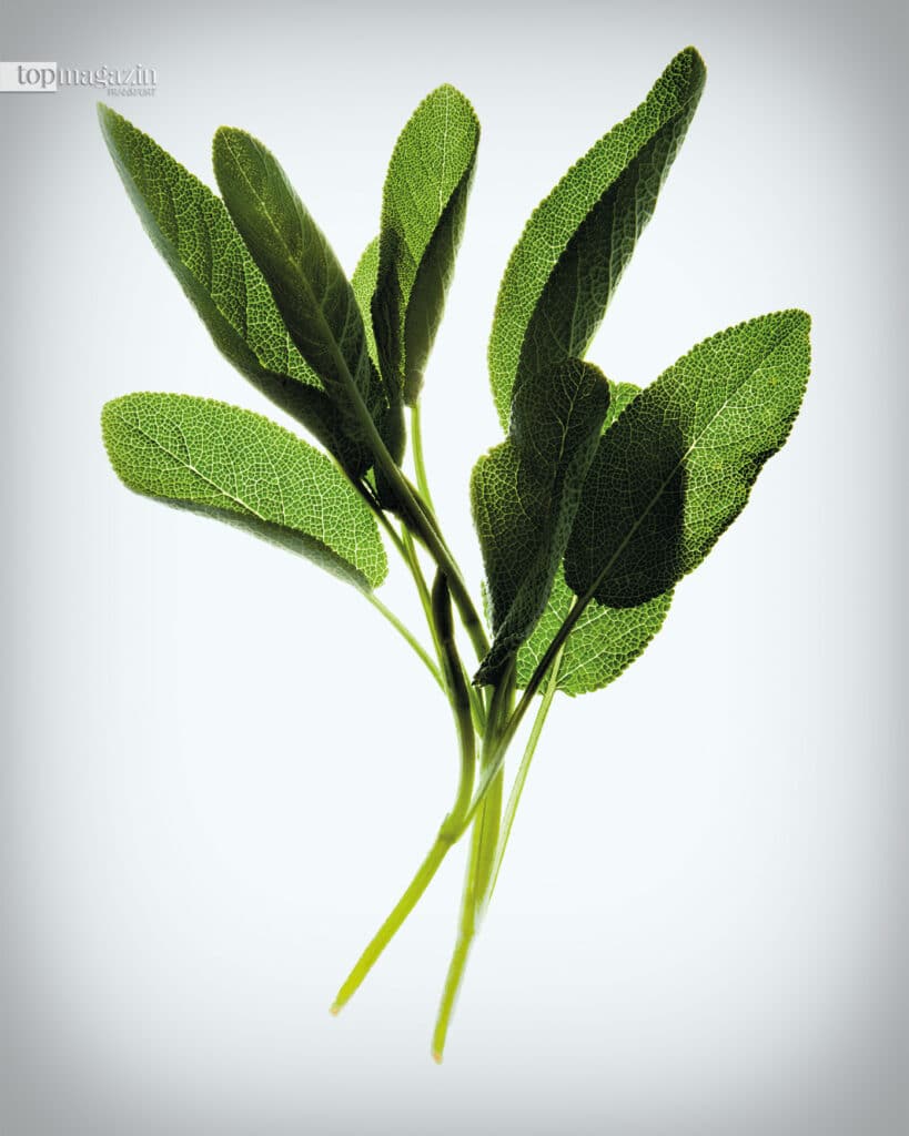 Salbei