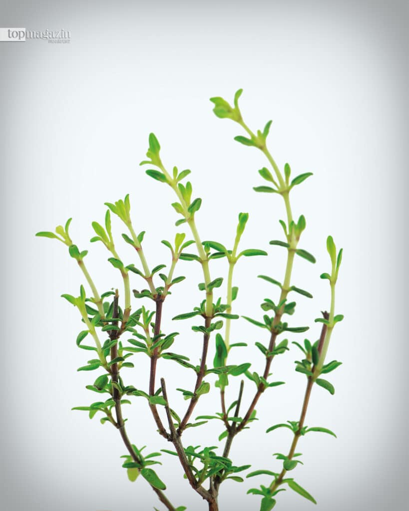 Thymian