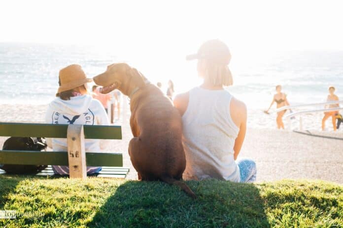 Urlaub mit dem eigenen Hund will gut vorbereitet sein (Urlaub mit dem eigenen Hund will gut vorbereitet sein (Foto Alvin Balemesa/Unsplash)