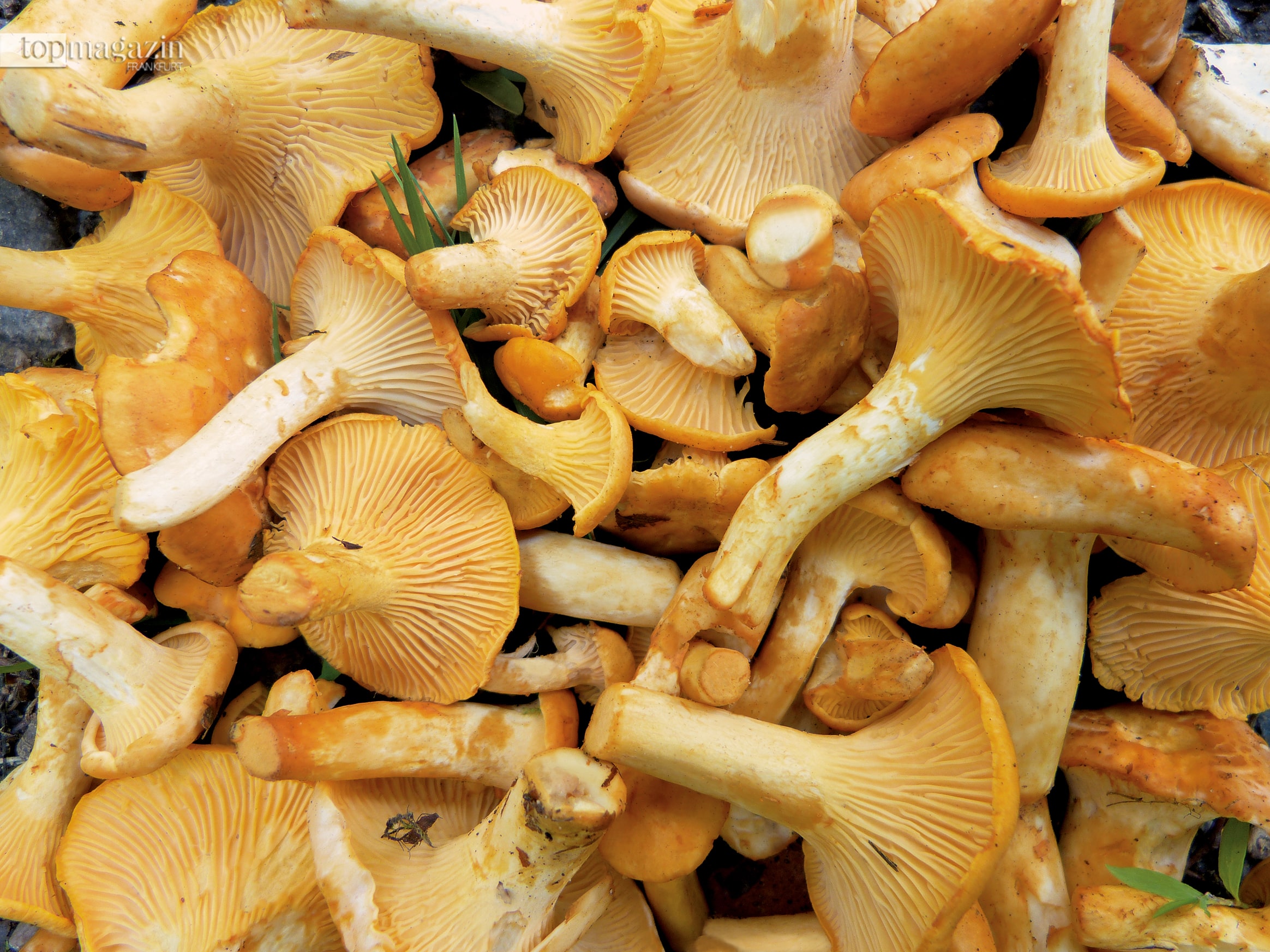 Ab in die Pilze: So sammelt man richtig in Rhein-Main!