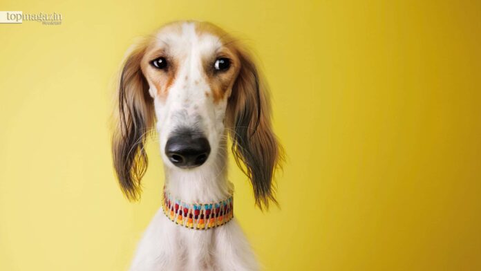 Das Hundehalsband Mexico Park von Cloud 7, ideal auch für Windhunde