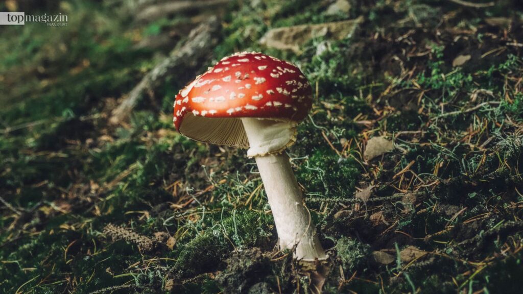 Der Fliegenpilz sieht wunderschön aus, ist aber leider giftig (Foto: Andrew Ridley/Unsplash)