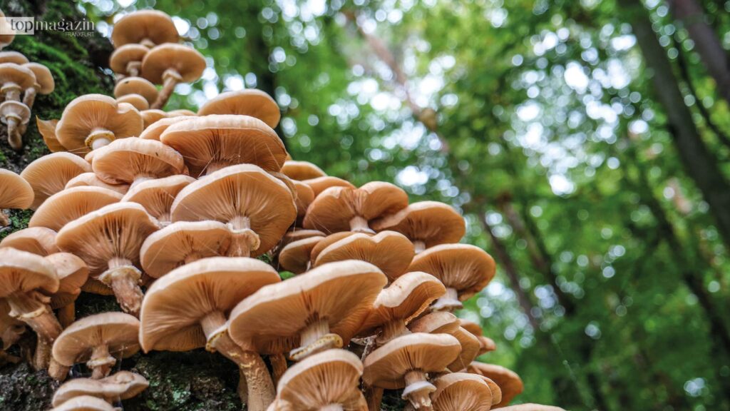 Die Hallimasche ist bei der Bolognese der Pilz der Wahl (Foto: Leonhard Lenz/Wikipedia)