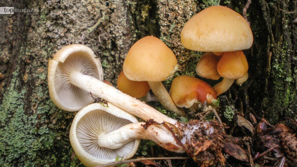 Für das Pilz-Ragout Fin werden rauchblättrige Schwefelköpfe verwendet (Foto: freepik)