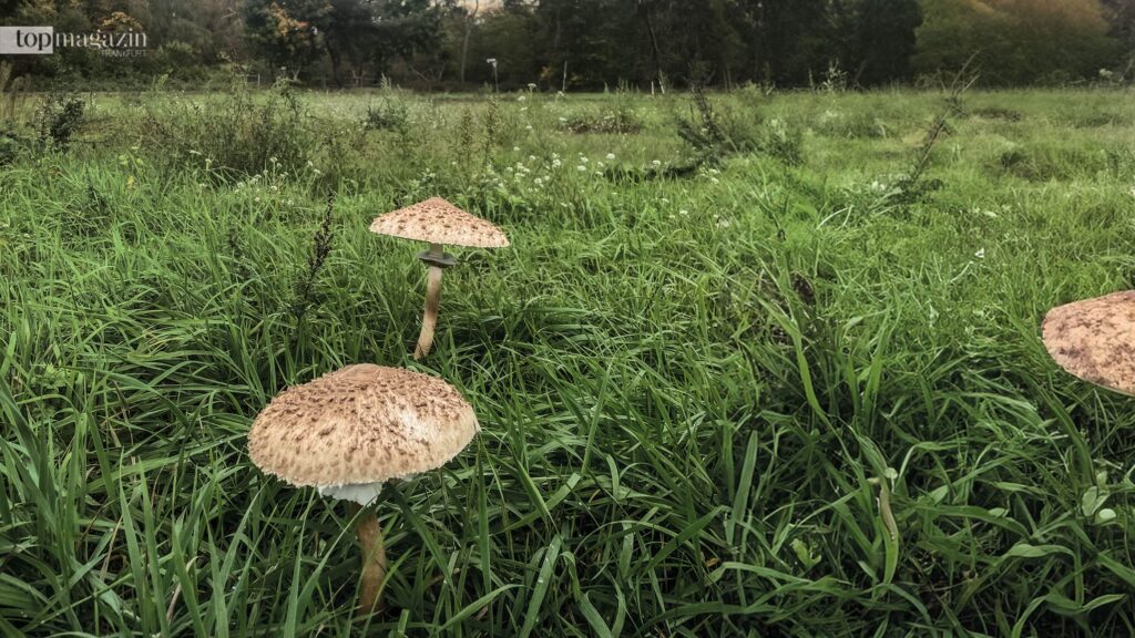 Prächtige Schirmpilze sind auf Wiesen oft schon von Weitem zu sehen (Foto: Privat)