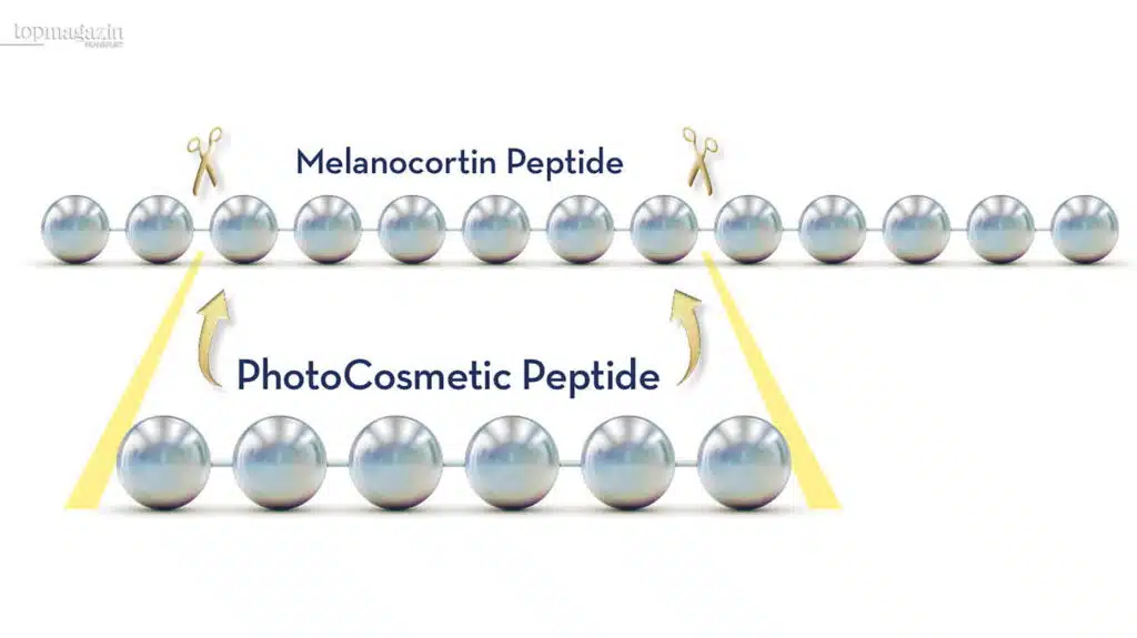Wissenschaftliche Infografik zur Wirkungsweise von Melanocortin-Peptiden und den neuen PhotoCosmetic-Peptiden von Clinuvel.