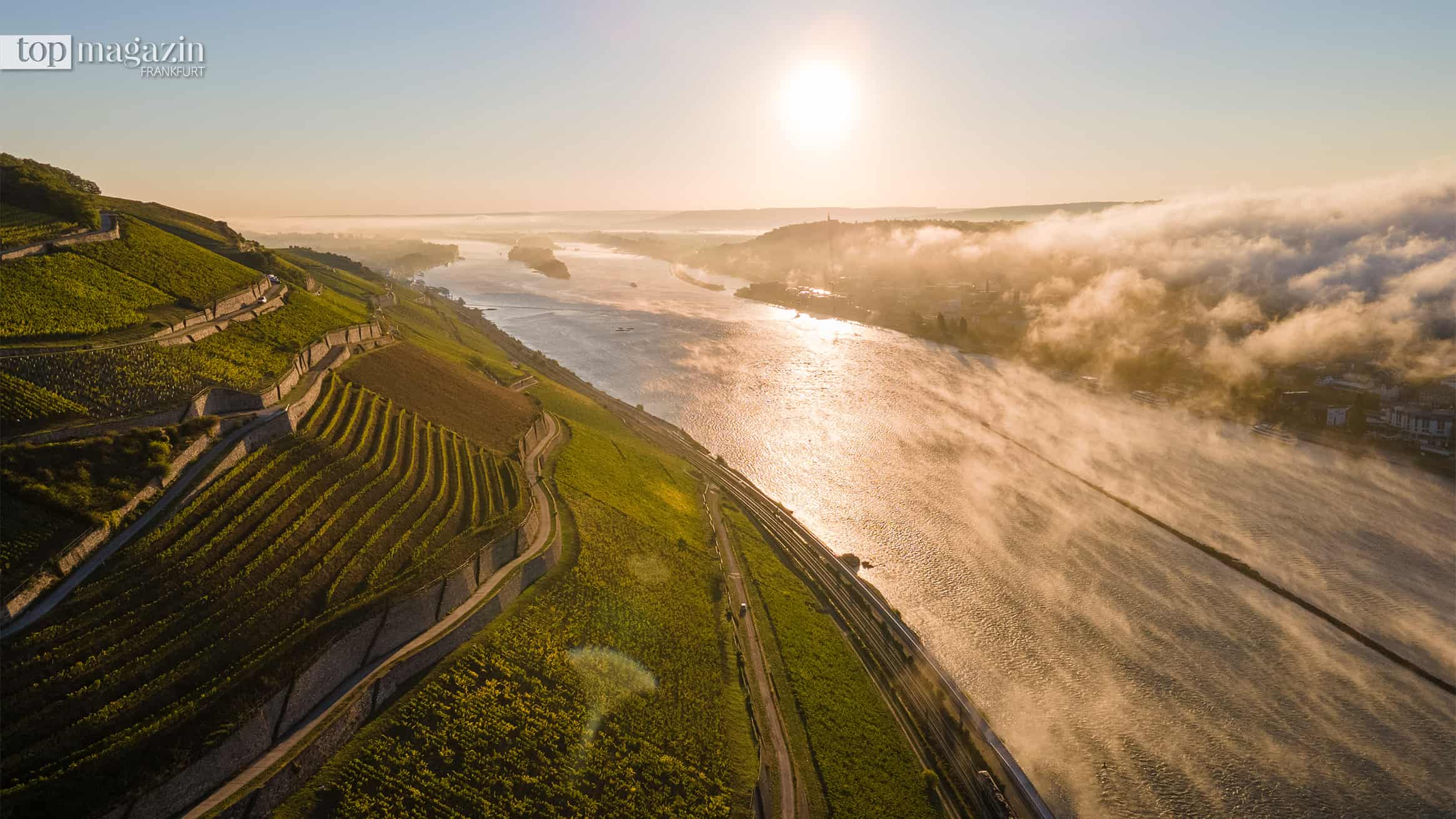 Terrassierte Weinberge im Rheingau fallen steil zum Rhein ab, über dem Fluss liegt Morgennebel im Gegenlicht